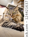 Up cat 124421637