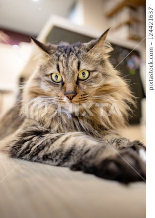 Up cat Up cat 124421637