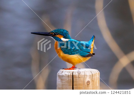 A kingfisher perched on a post at the waterside of the landscaped pond (boat pond) at Kawagoe Aquatic Park in Ikebe, Kawagoe City, Saitama Prefecture A kingfisher perched on a post at the waterside of the landscaped pond (boat pond) at Kawagoe Aquatic Park in Ikebe, Kawagoe City, Saitama Prefecture 124421851