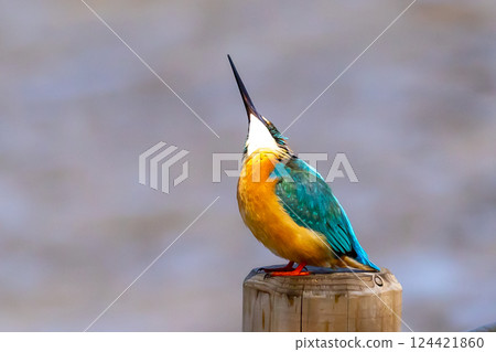 一隻翠鳥棲息在埼玉縣川越市池部川越水上公園的景觀池塘(船池)水邊的柱子上 一隻翠鳥棲息在埼玉縣川越市池部川越水上公園的景觀池塘(船池)水邊的柱子上 124421860