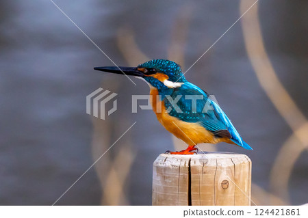 一隻翠鳥棲息在埼玉縣川越市池部川越水上公園的景觀池塘(船池)水邊的柱子上 一隻翠鳥棲息在埼玉縣川越市池部川越水上公園的景觀池塘(船池)水邊的柱子上 124421861