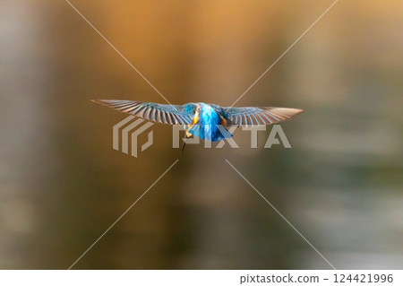 一隻翠鳥在位於埼玉縣川越市池部市的川越水上公園的景觀池塘（船池）上空盤旋，捕食小魚。 124421996