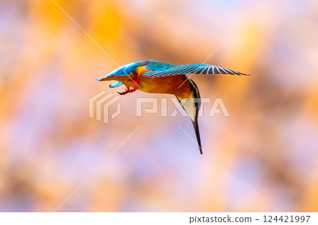 A kingfisher hovers over the landscaped pond (boat pond) at Kawagoe Aquatic Park in Ikebe, Kawagoe City, Saitama Prefecture, aiming for small fish as prey. A kingfisher hovers over the landscaped pond (boat pond) at Kawagoe Aquatic Park in Ikebe, Kawagoe City, Saitama Prefecture, aiming for small fish as prey. 124421997