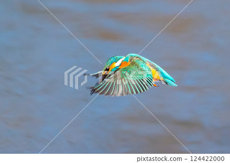 A kingfisher hovers over the landscaped pond (boat pond) at Kawagoe Aquatic Park in Ikebe, Kawagoe City, Saitama Prefecture, aiming for small fish as prey. 124422000