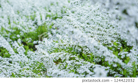 The beauty of white flowers, snow willow The beauty of white flowers, snow willow 124422032