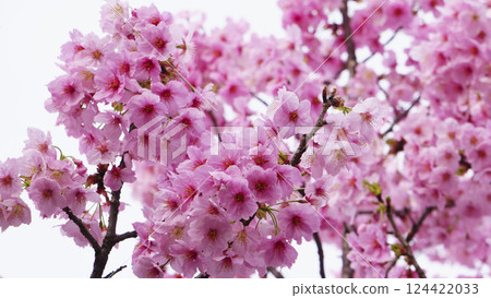 Sunshine cherry blossoms herald the arrival of spring Sunshine cherry blossoms herald the arrival of spring 124422033