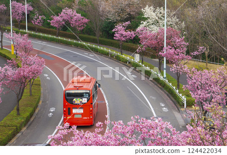 Yoko cherry blossoms blooming along the road and the i-bus in Inagi City 124422034