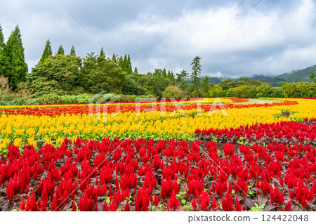 The beautiful red and yellow flower fields of autumnal bellflowers at Kuju Flower Park in Taketa, Oita Prefecture The beautiful red and yellow flower fields of autumnal bellflowers at Kuju Flower Park in Taketa, Oita Prefecture 124422048