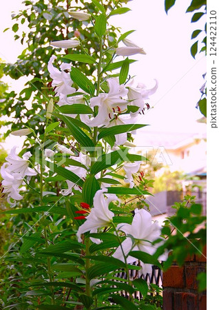 Casablanca brings a sense of elegance and cleanliness to your garden Casablanca brings a sense of elegance and cleanliness to your garden 124422110