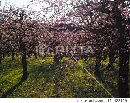 Plaza of Osaka Castle Park 124422129