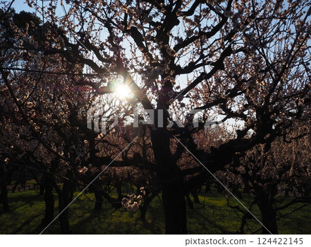大阪城公園廣場 大阪城公園廣場 124422145
