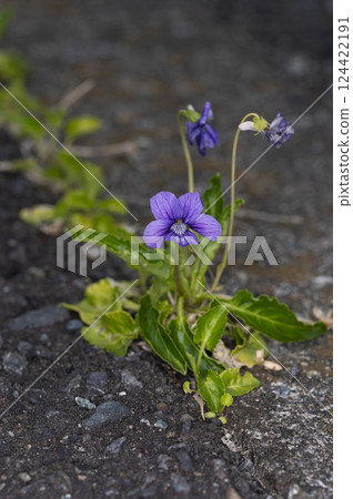 Atsuba violet 124422191