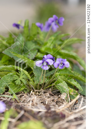 Atsuba violet 124422192