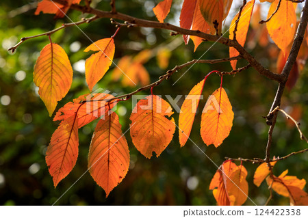 I tried taking a photo of autumn-colored cherry blossom leaves using transmitted light. 124422338