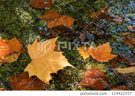Ginkgo trees with autumn leaves shining in the waterway as sunlight filters through the trees 124422357