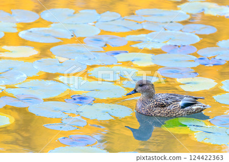 Mallard ducks resting in a water lily pond reflecting autumn leaves Mallard ducks resting in a water lily pond reflecting autumn leaves 124422363