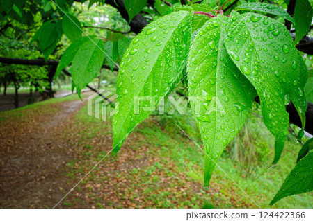 雨滴點綴在櫻花的新綠色葉片上 124422366