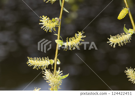 哭泣的哭泣的花朵 哭泣的哭泣的花朵 124422451