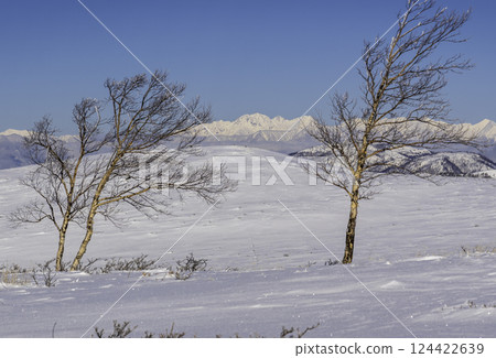 Snowy scenery of the Northern Alps from the snowy promenade of Kirigamine Plateau in spring 124422639
