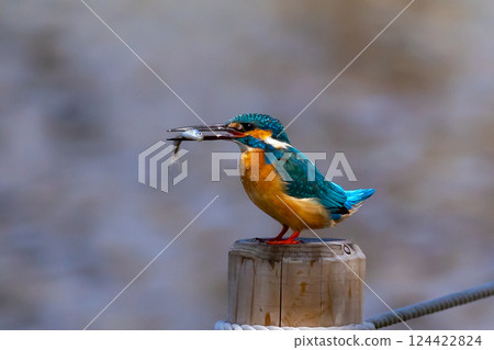 A kingfisher perches on a post at the water's edge of the landscaped pond (boat pond) in Kawagoe Aquatic Park, Kawagoe City, Saitama Prefecture, and holds a small fish for food. 124422824