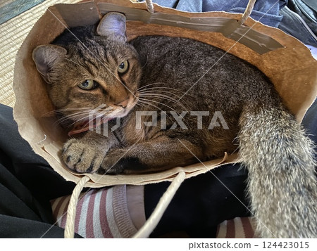 Cat in a bag Cat in a bag 124423015