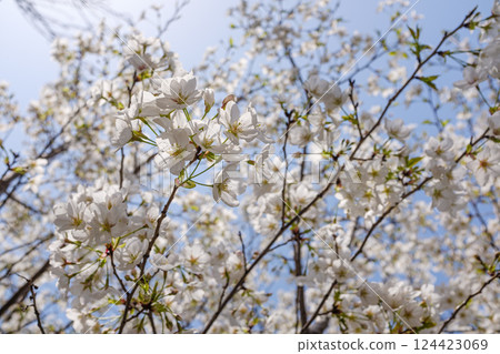 White cherry blossoms blooming under the blue sky 124423069
