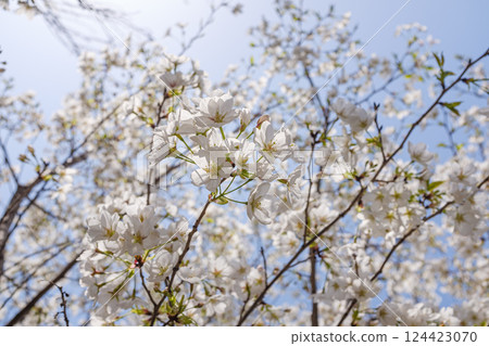藍天下的綻放的白色櫻花 124423070