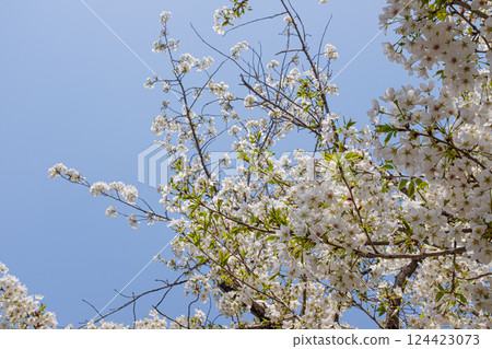 White cherry blossoms blooming under the blue sky White cherry blossoms blooming under the blue sky 124423073