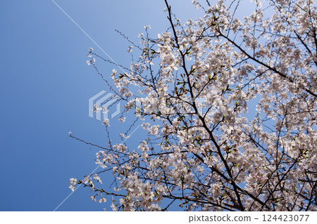 White cherry blossoms blooming under the blue sky 124423077