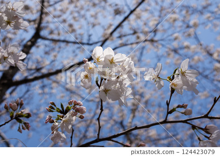 White cherry blossoms blooming under the blue sky White cherry blossoms blooming under the blue sky 124423079