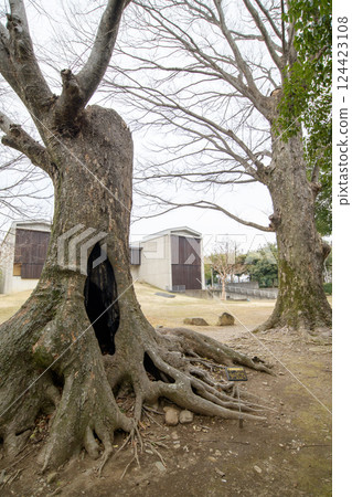 Old Zelkova Trees and Takohi Memorial Museum, Gunma Prefecture 124423108