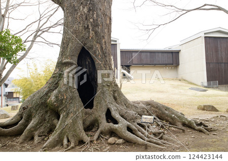 Old Zelkova Tree and Tako Memorial Museum, Gunma Prefecture Old Zelkova Tree and Tako Memorial Museum, Gunma Prefecture 124423144