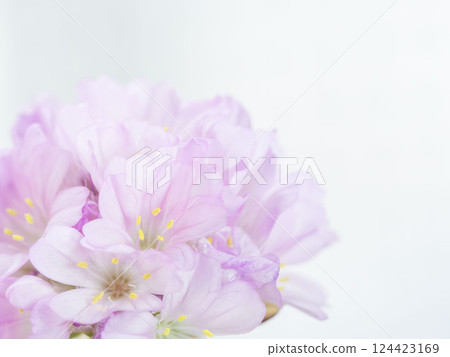 Armeria pink flower macro photography 02 Armeria pink flower macro photography 02 124423169