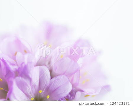 Armeria pink flower macro photography 05 Armeria pink flower macro photography 05 124423171