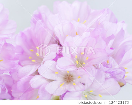 Armeria pink flower macro photography 07 Armeria pink flower macro photography 07 124423173