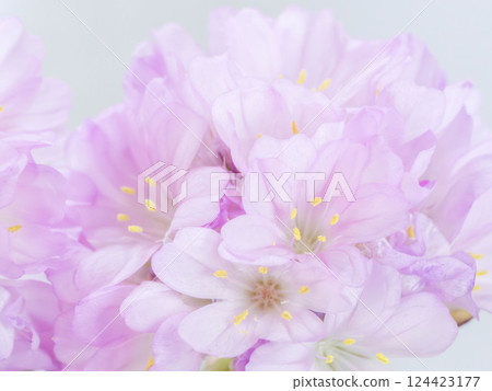Armeria pink flower macro photography 11 Armeria pink flower macro photography 11 124423177
