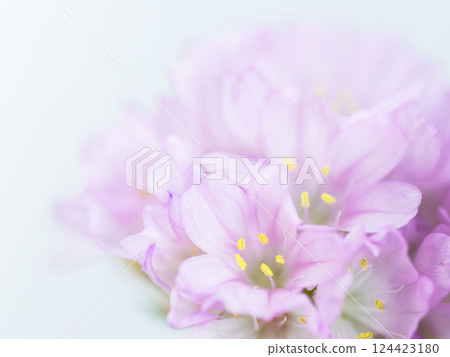 Armeria pink flower macro photography 14 Armeria pink flower macro photography 14 124423180
