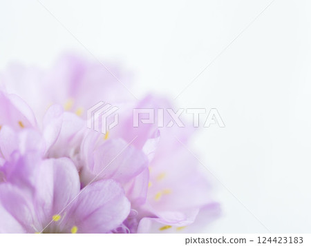 Armeria pink flower macro photography 17 Armeria pink flower macro photography 17 124423183