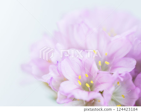 Armeria pink flower macro photography 18 Armeria pink flower macro photography 18 124423184