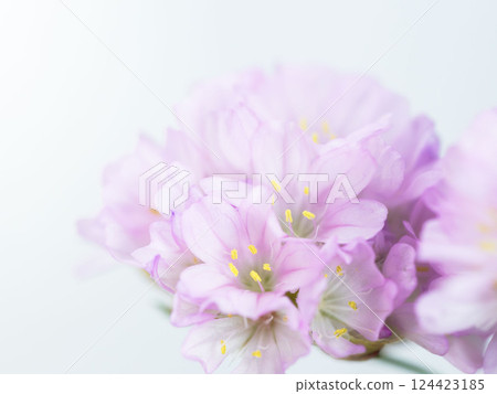 Armeria pink flower macro photography 19 124423185