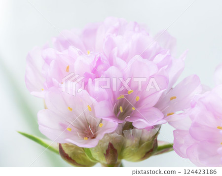 Armeria pink flower macro photography 20 Armeria pink flower macro photography 20 124423186