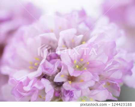 Armeria pink flower macro photography 22 Armeria pink flower macro photography 22 124423188