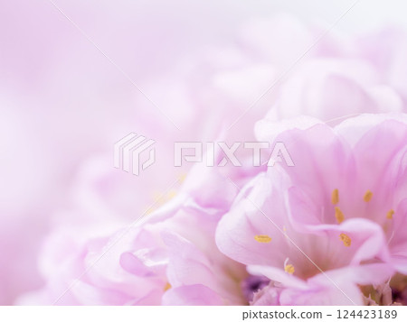 Armeria pink flower macro photography 23 Armeria pink flower macro photography 23 124423189