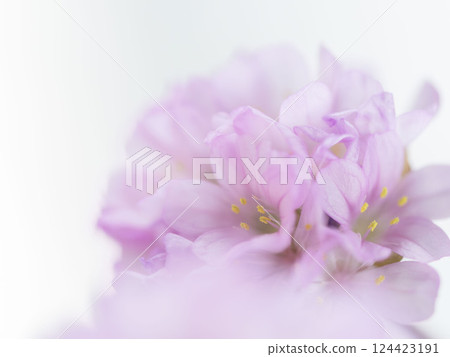 Armeria pink flower macro photography 25 Armeria pink flower macro photography 25 124423191