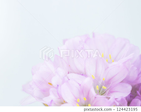 Armeria pink flower macro photography 29 Armeria pink flower macro photography 29 124423195