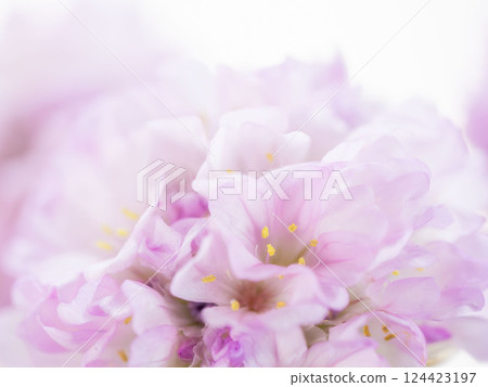 Armeria pink flower macro photography 30 Armeria pink flower macro photography 30 124423197