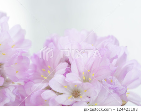 Armeria pink flower macro photography 31 Armeria pink flower macro photography 31 124423198