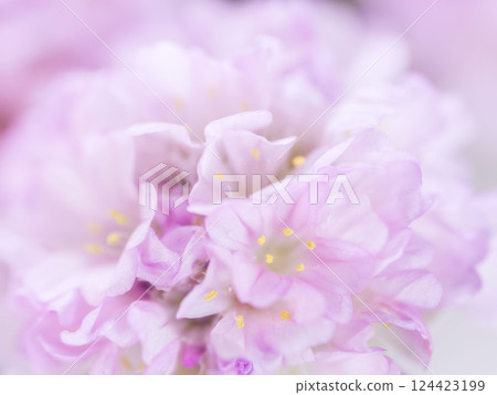 Armeria pink flower macro photography 32 Armeria pink flower macro photography 32 124423199