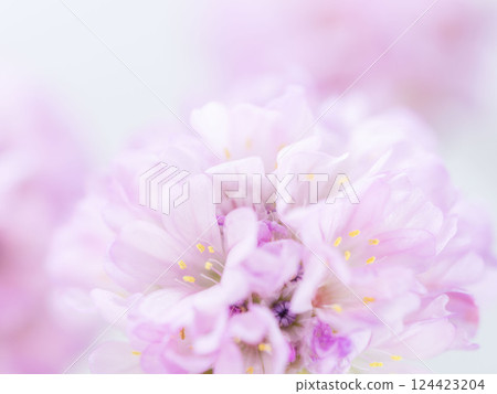 Armeria pink flower macro photography 37 124423204