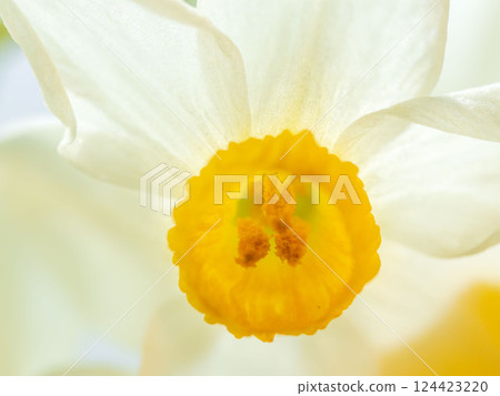 Macro photography of white daffodil flowers 10 Macro photography of white daffodil flowers 10 124423220